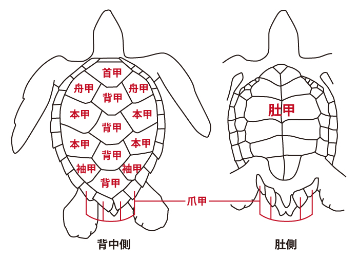 タイマイ甲羅の部位名称